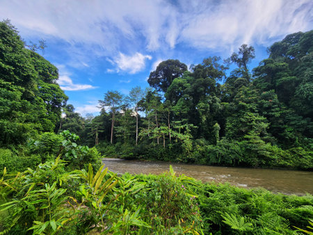 View of Danum valley river in Lahad Datu Sabah Borneo Malaysiaの写真素材
