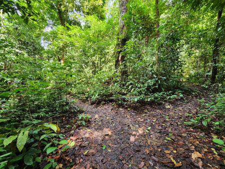 Jungle trail in Danum Valley Conservation Area Lahad Datu Sabah Borneoの写真素材