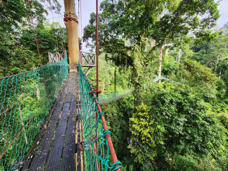 Tree top canopy suspension bridge and platform in Danum Valley Tropical Rain forest Lahad Datu Sabahの写真素材