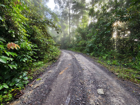 View of dirt road in the jungle of Danum Valley Lahad Datuの写真素材