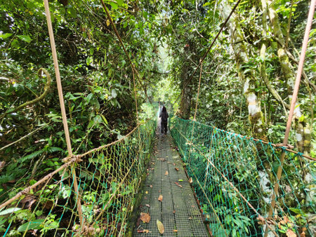 Rear View of Woman at Tree Top Canopy in Danum Valley Rain Forest in Lahad Datuの写真素材