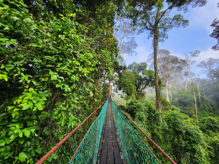 Foggy view of tree top canopy suspension bridge and platform in Danum Valley Tropical Rain forest Lahad Datu Sabahの写真素材