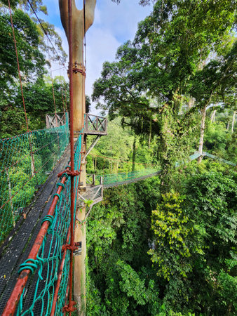 Tree top canopy suspension bridge and platform in Danum Valley Tropical Rain forest Lahad Datu Sabahの写真素材