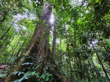 Dipterocarp tree trunk in Danum Valley Conservation Area Lahad Datu Sabahの写真素材