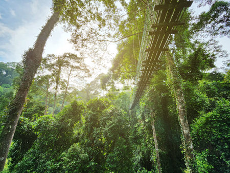 Tree top canopy suspension bridge in Danum Valley Tropical Rain forest Lahad Datu Sabahの写真素材