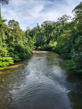 Danum River view Surrounded by tropical jungle in Lahad Datuの写真素材