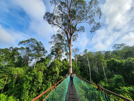 View of Danum Valleycanopy walkway in Lahad Datuの写真素材