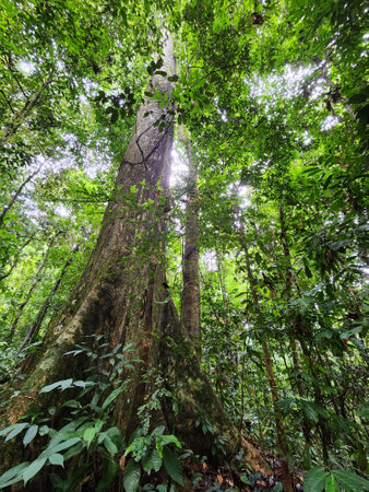 Dipterocarp tree trunk in Danum Valley Conservation Area Lahad Datu Sabahの写真素材