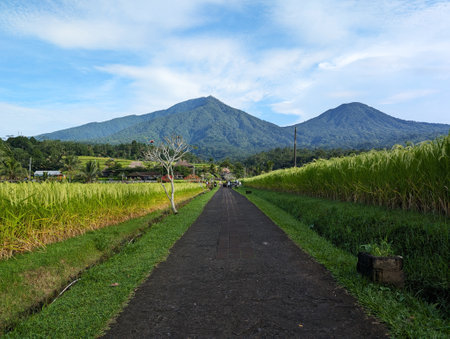 Jatiluwih Rice Terraces are UNESCO World Heritage Site located in Bali, Indonesiaの写真素材