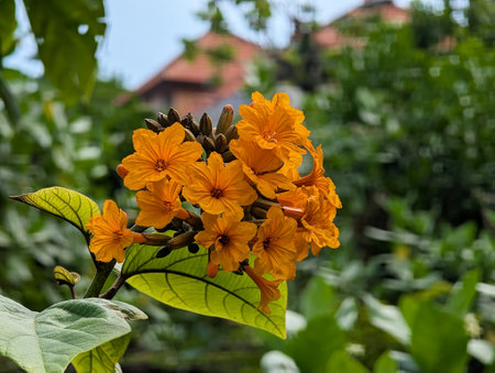 Close up of Orange Geiger tree flower Cordia Cebestenaの写真素材