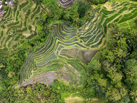 Aerial View of Mupu Rice Terrace in Tegallalang Ubud Baliの写真素材