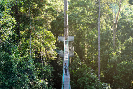 Asian man at suspension bridge in tree top canopy walkway in Danum rain forest Lahad Datuの写真素材