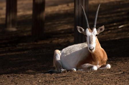 Grazing antelopeの写真素材