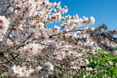 Almond Blossomsの写真素材