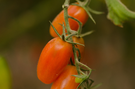 Growing cherry tomatoes in greenhouseの写真素材