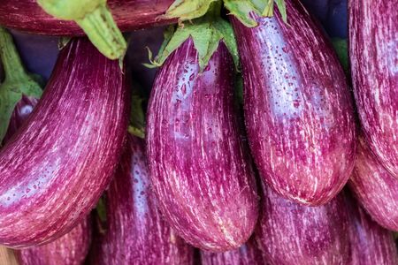 Edirne Purple Striped Eggplants for sale at local street market. Provence. Franceの写真素材