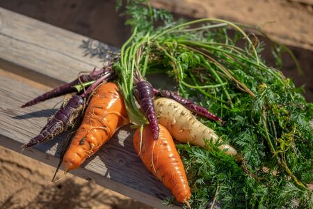 Wet colorful mixed fresh harvested carrots on wooden bench