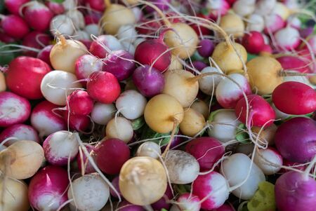 Multi Colored organic radish sold on farmers marketの写真素材
