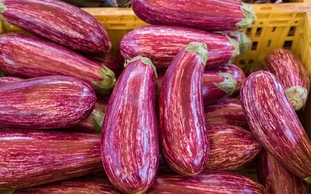 Organics Edirne Purple Striped Eggplants for sale at local farmers marketの写真素材