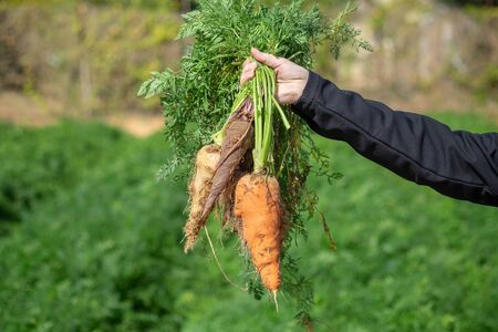 Woman's hand hold colorful mixed fresh harvested carrotsの写真素材