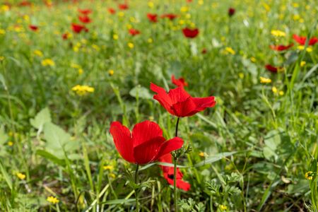 blooming of red anemone flowers on green spring meadowの写真素材