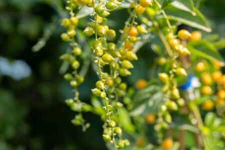 Close up photo of seeds of Duranta erecta or Golden Dewdrop, Crepping Sky Flower, Pigeon Berry
