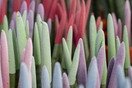 Colorful light sansevieria velvet potted growing at the nurseryの写真素材