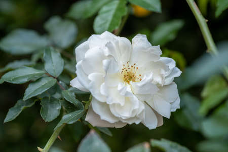 White Rosa chinensis or China rose or Chinese rose,or Bengal rose or Bengal Crimson or Bengal Beautyの写真素材