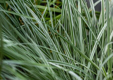 Liriope muscari, commonly called lilyturf or blue lily turf grown at the nurseryの写真素材