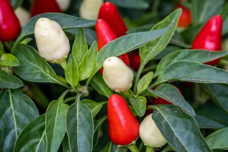 Close-up of decorative small peppers grown at greenhouseの写真素材
