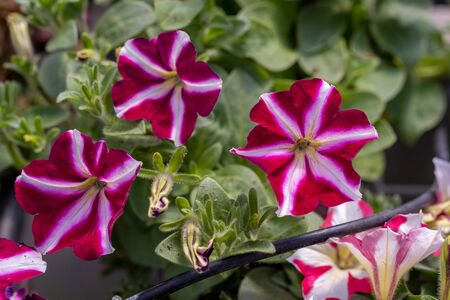 Beautiful petunia flowers grown in greenhouseの写真素材
