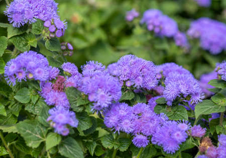Ageratum houstonianum, commonly known as flossflower, bluemink, blueweed, pussy foot or Mexican paintbrushの写真素材