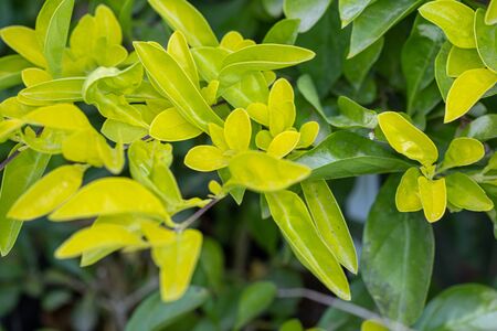 Leaves of Duranta erecta or golden dewdrop, pigeon berry, and skyflower