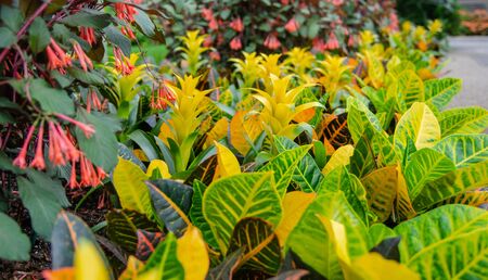 Codiaeum variegatum plants grown at the greenhouse