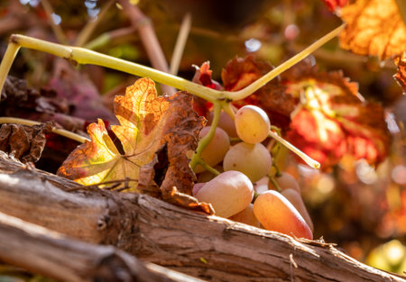 Juicy wine grapes growing in the vineyard at autumn timeの写真素材