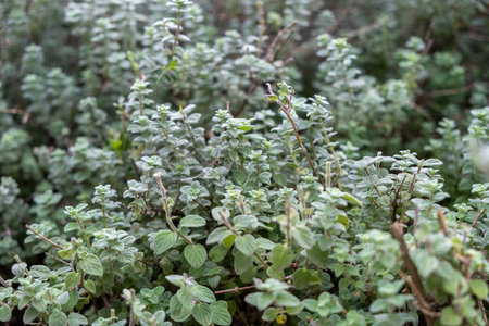 Origanum syriacum or Origanum maru or Biblical-hyssop, Lebanese oregano or Syrian oregano, grown at greenhouseの写真素材