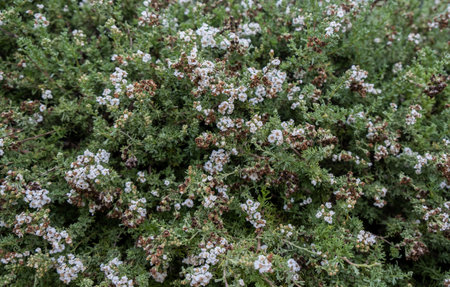 Eriocephalus africanus or Kapokbossie or Wild Rosemary grown at the greenhouseの写真素材