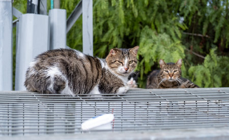 Street cats at Ein Karem. Jerusalem. Israel