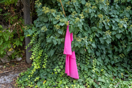 The beautiful pink-red scarf forgotten on green hedgeの写真素材