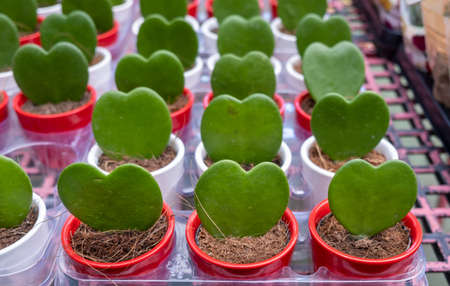 Sweetheart hoya plant, also known as Valentine plants for sale at the garden storeの写真素材