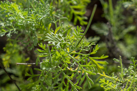 Lavandula pinnata or Pinnata Lavender plant grown at the greenhouseの写真素材