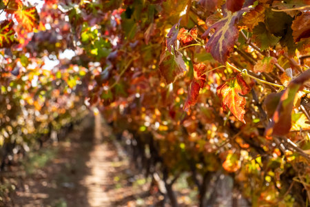 Beautiful grape leaves in autumn timeの写真素材