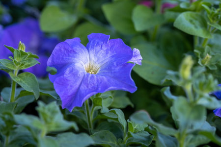 Blue Petunia flowers grow at greenhouseの写真素材