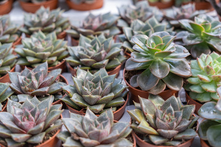 Green pink succulent echeveria potted growing in the glasshouseの写真素材