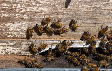 Macro shot of bees at wooden hive entrance. Selective focus