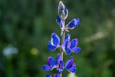 Beautiful blue lupine flowers grow (Lupinus polyphyllus) on green meadowの写真素材