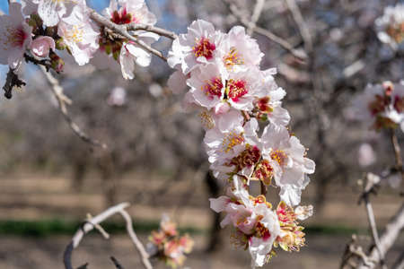 Macro shot of pink white almond tree flowersの写真素材