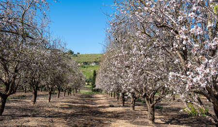A beautiful grove of blooming almond trees at sunny spring dayの写真素材