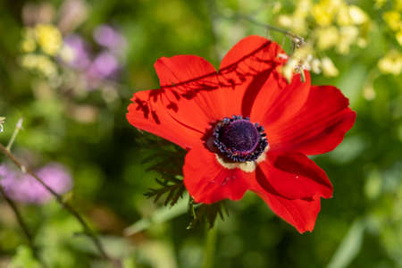 Macro shot of red anemone flower grow on green meadowの写真素材