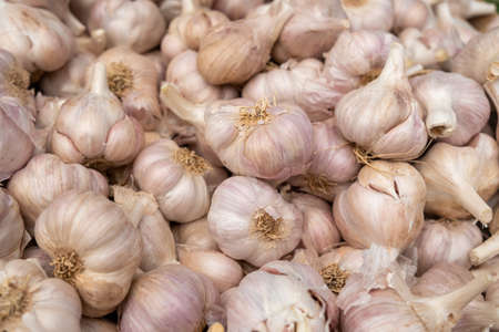 fresh dry garlic sold at the city farmers marketの写真素材